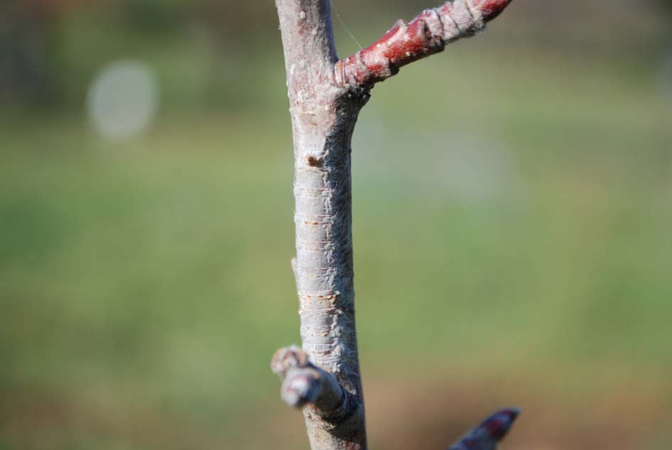 Curiosit� su Gastropacha quercifolia